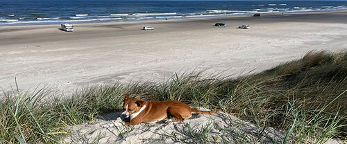 Zur Suche für Ferienhäuser, in denen Hunde erlaubt sind Hund in den Dünen von Dänemark